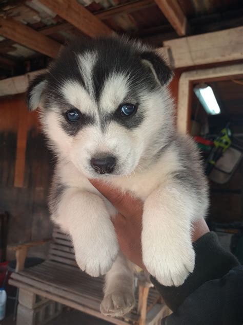 husky puppies for sale houston texas